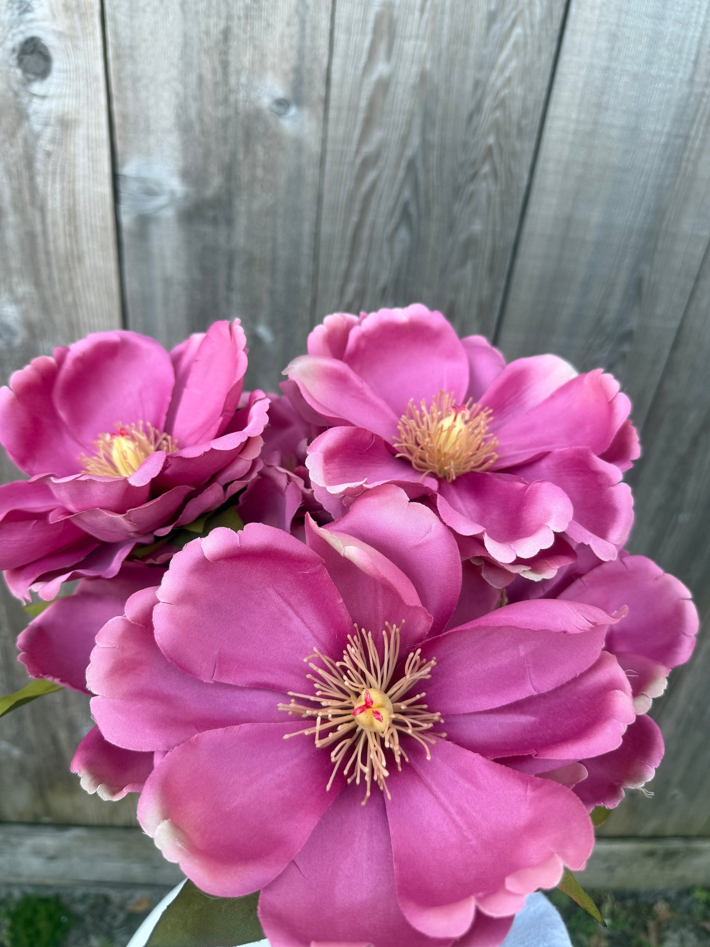 MAGNOLIA BUSH   52371-MV