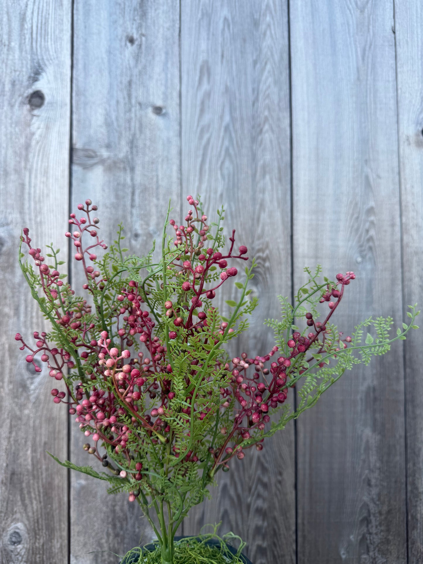 BERRY BUSH      85601-RD