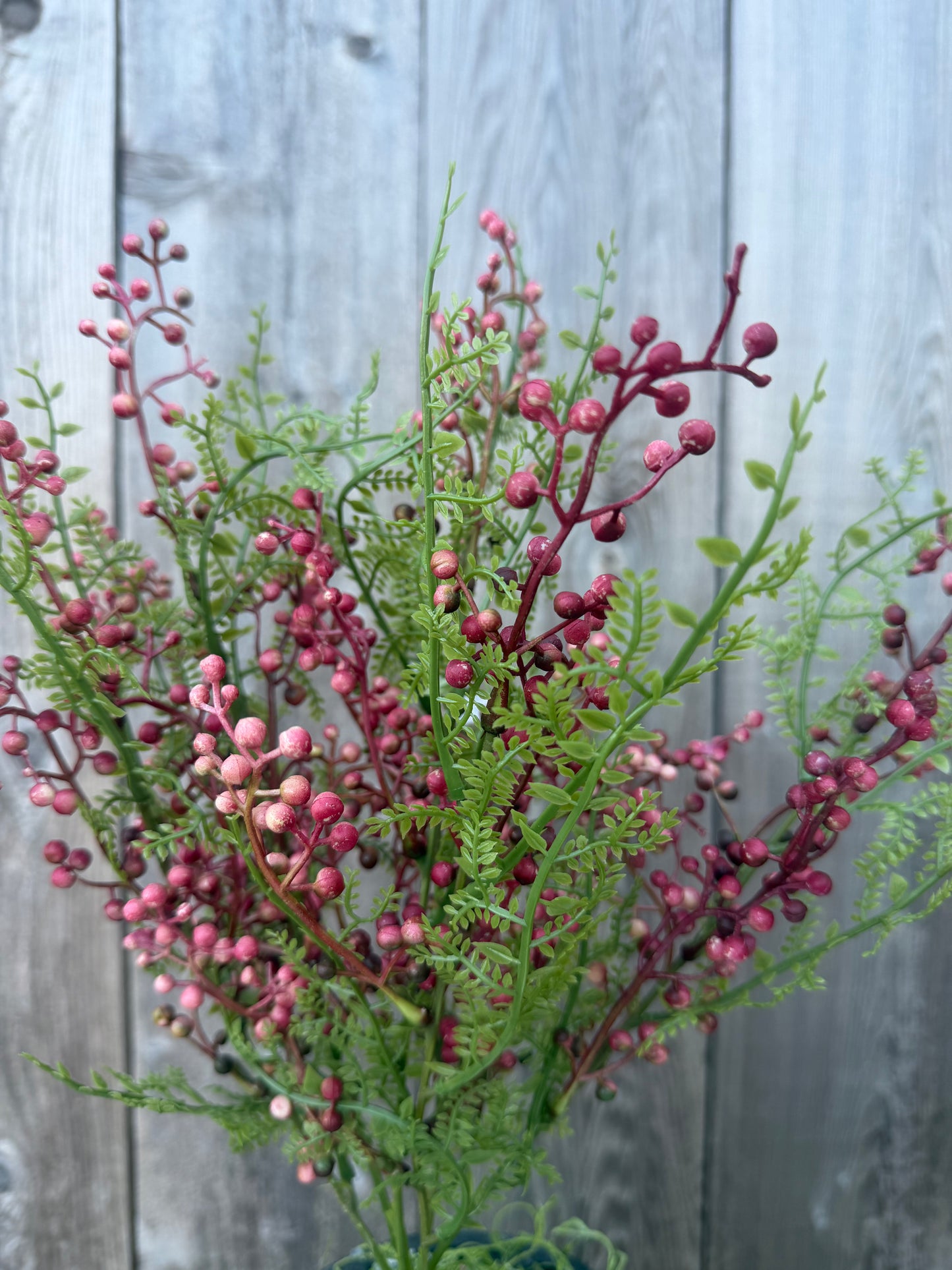 BERRY BUSH      85601-RD