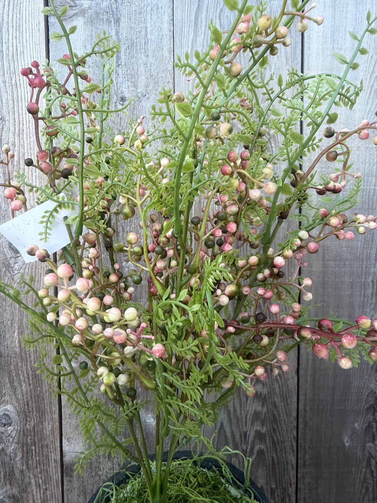 BERRY BUSH     85601-PK