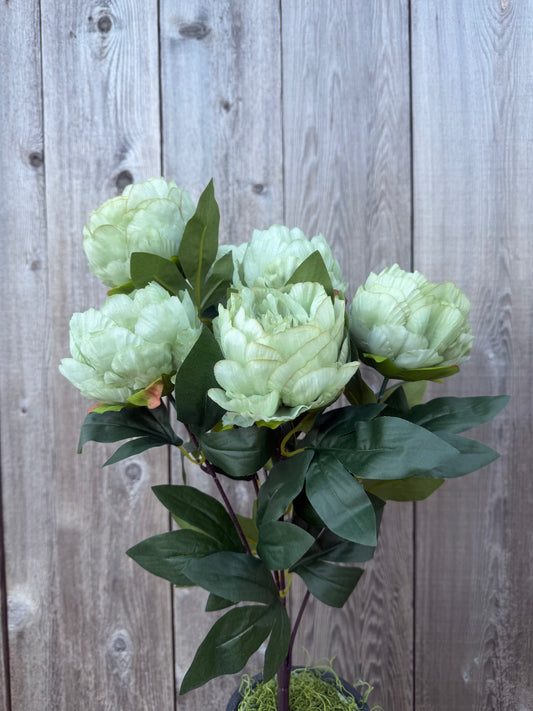 PEONY BUSH   85686-GN