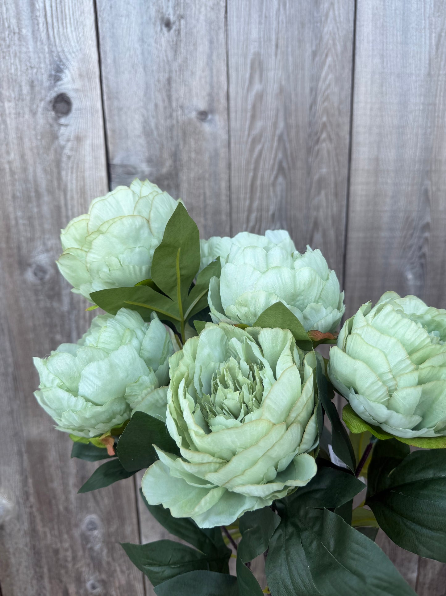 PEONY BUSH   85686-GN