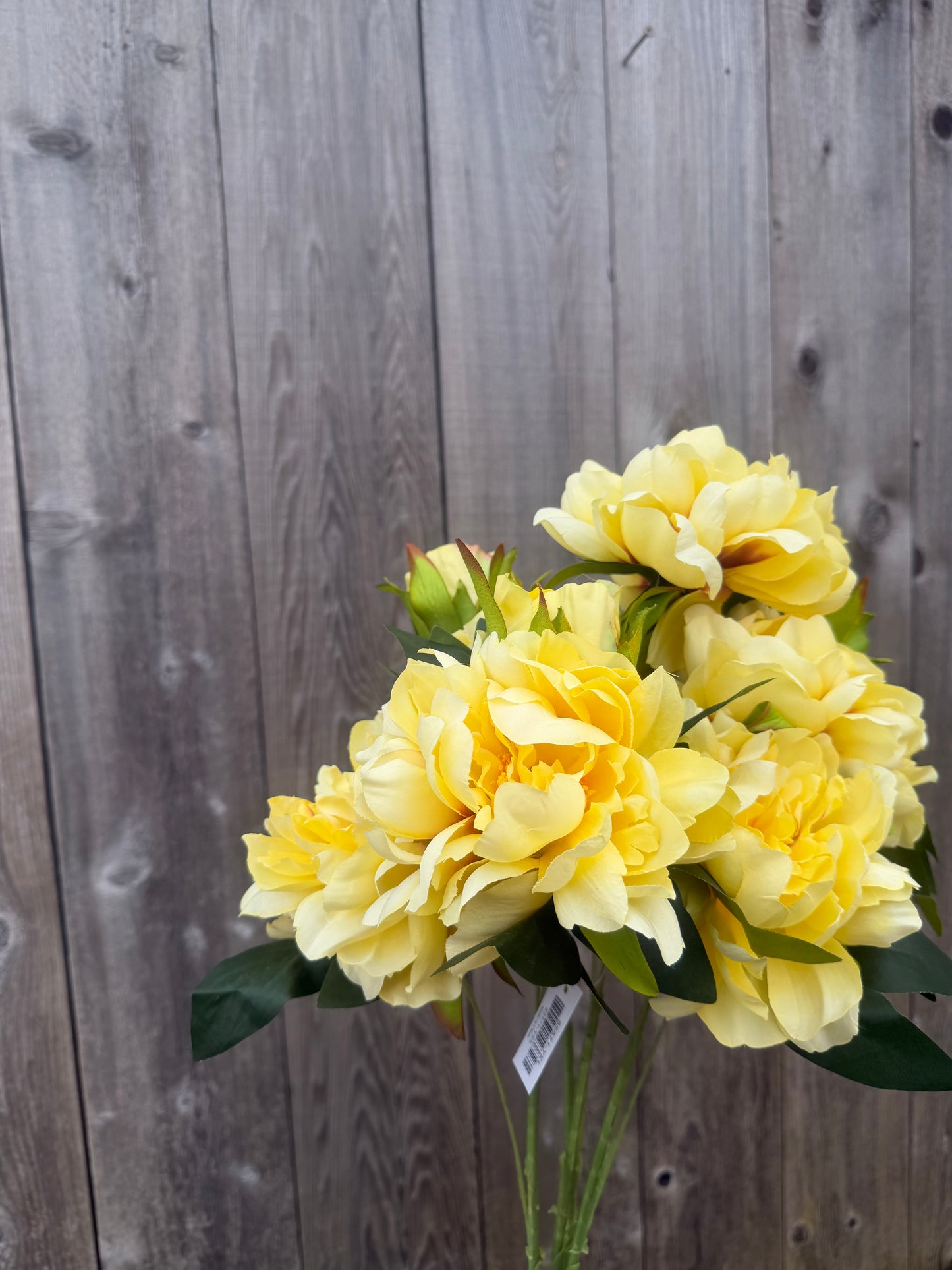 22 IN PEONY BUSH        85571-YEL