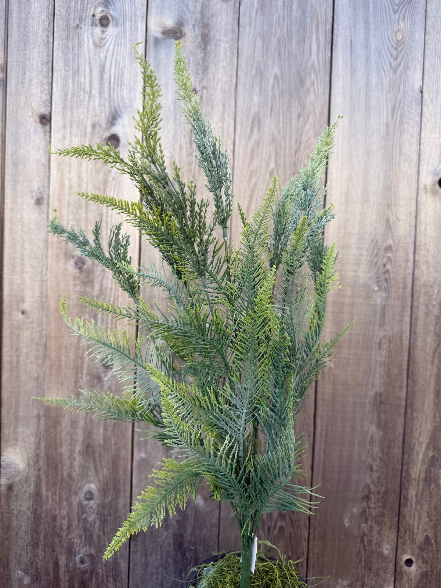 PLS FERN BUSH  57122