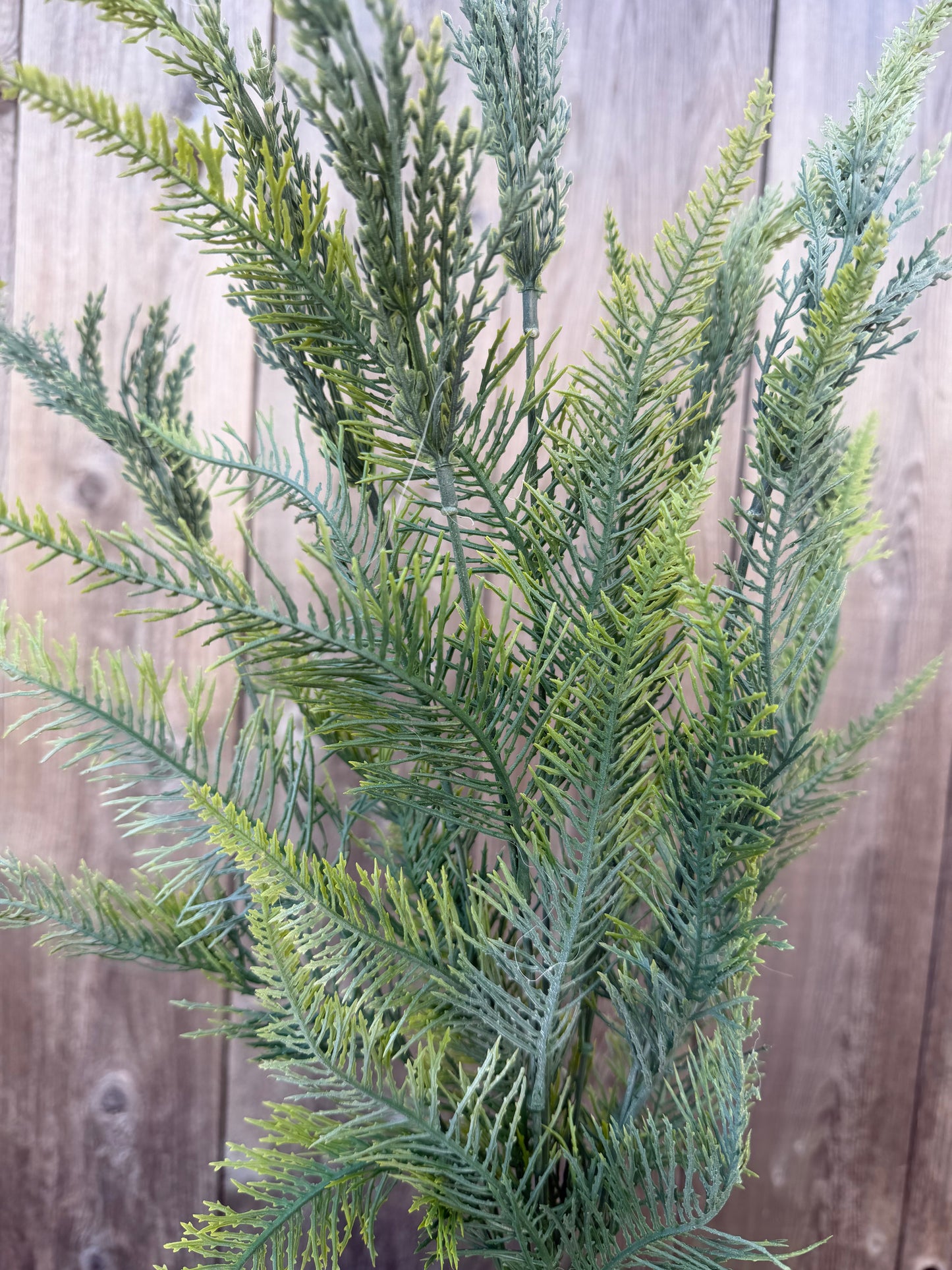 PLS FERN BUSH  57122