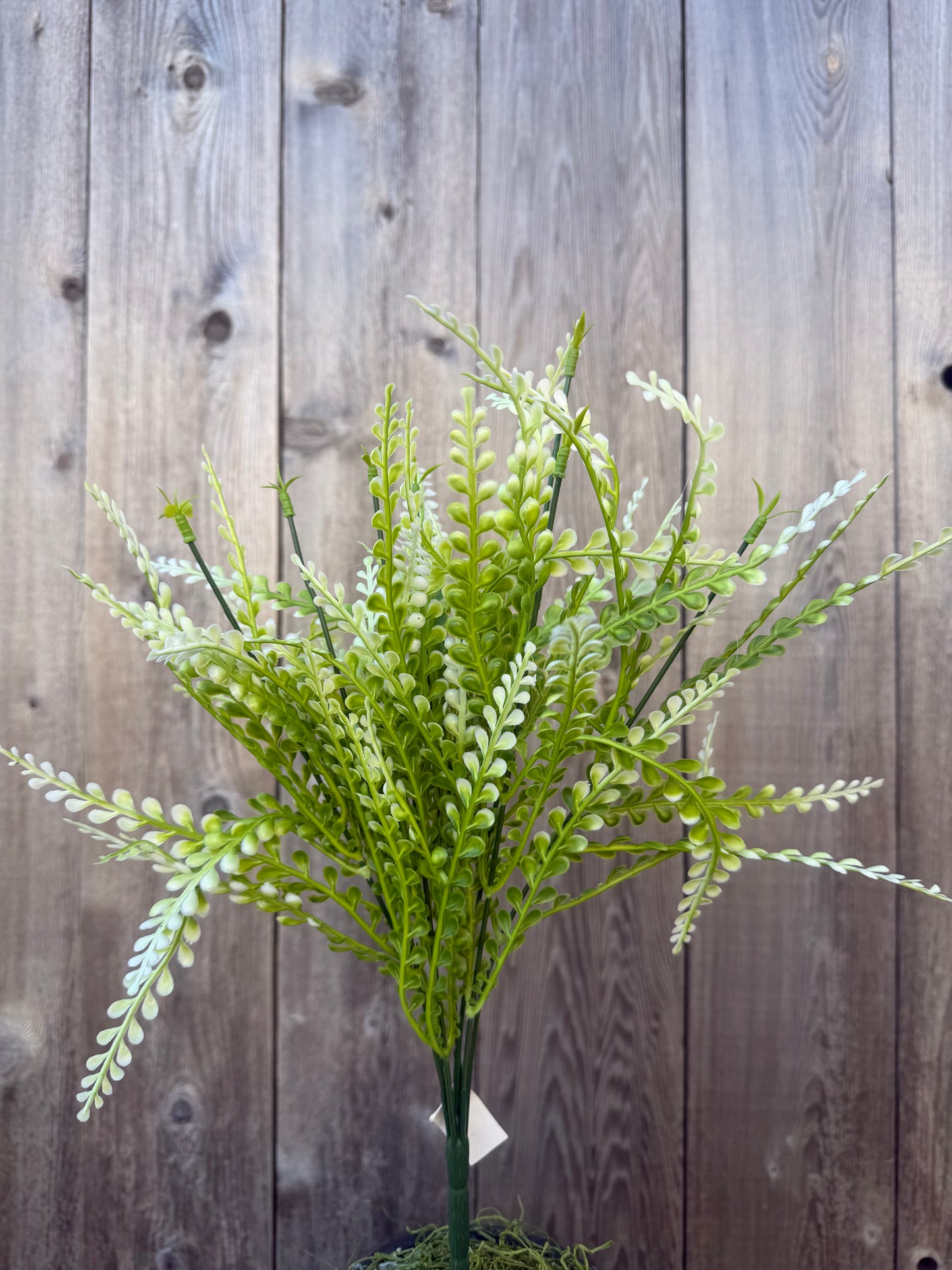 FERN BUSH  CRM   59643