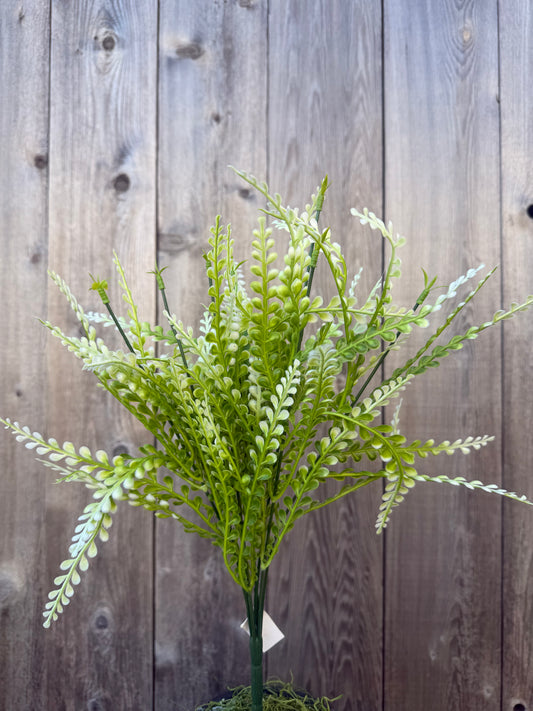 FERN BUSH  CRM   59643