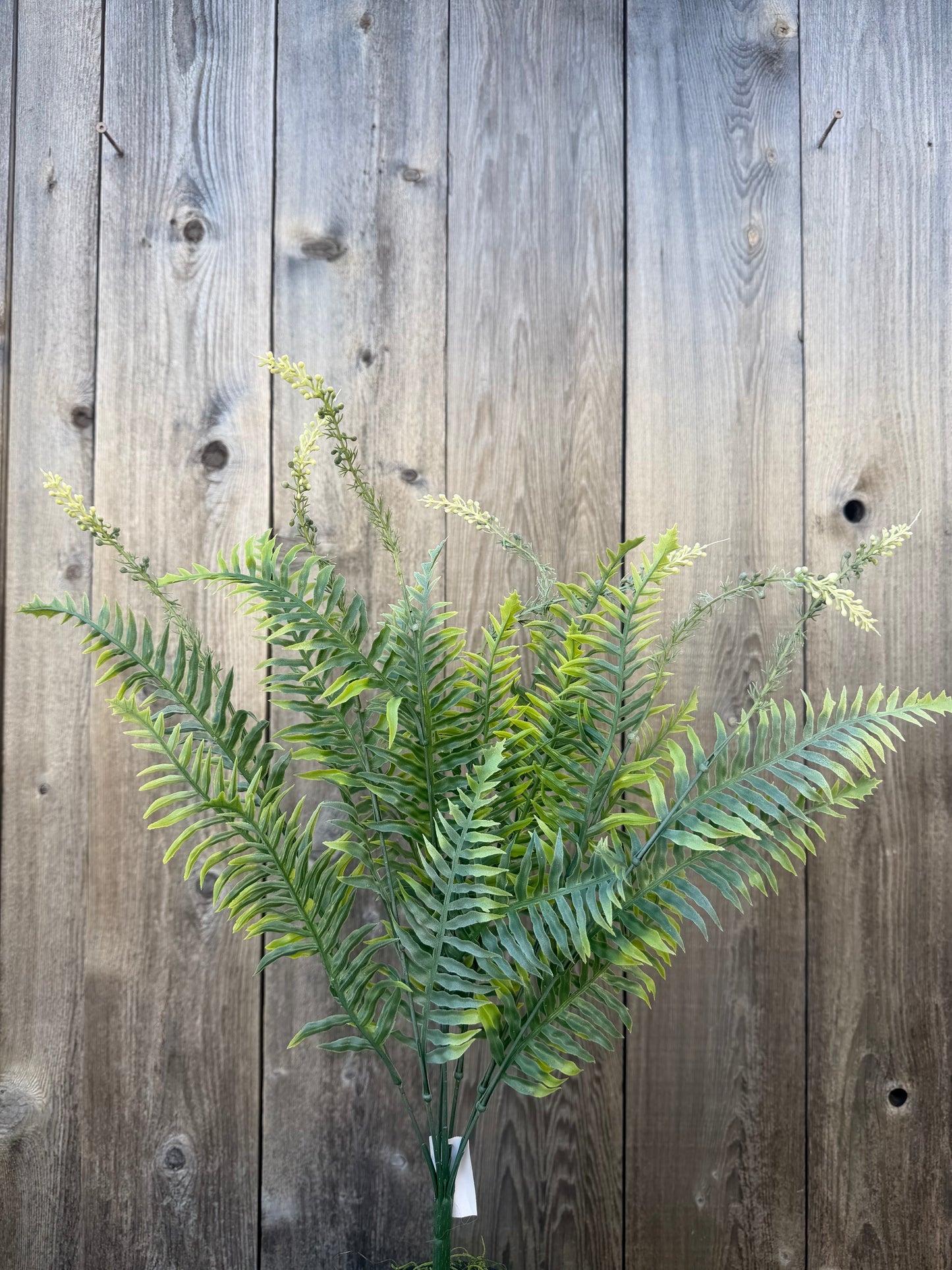 PLS FERN FS.GREEN     57222