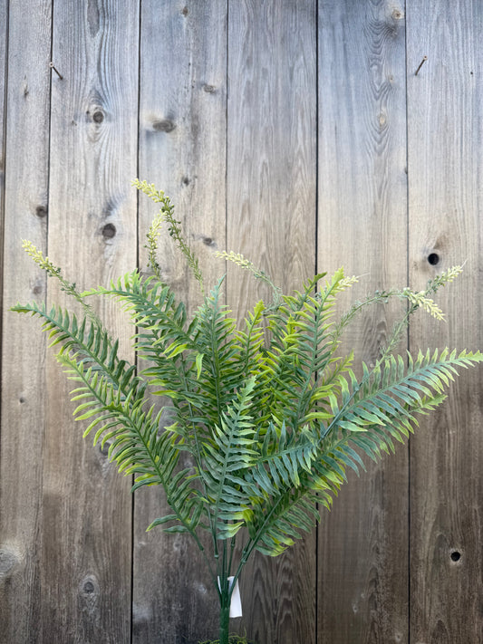 PLS FERN FS.GREEN     57222