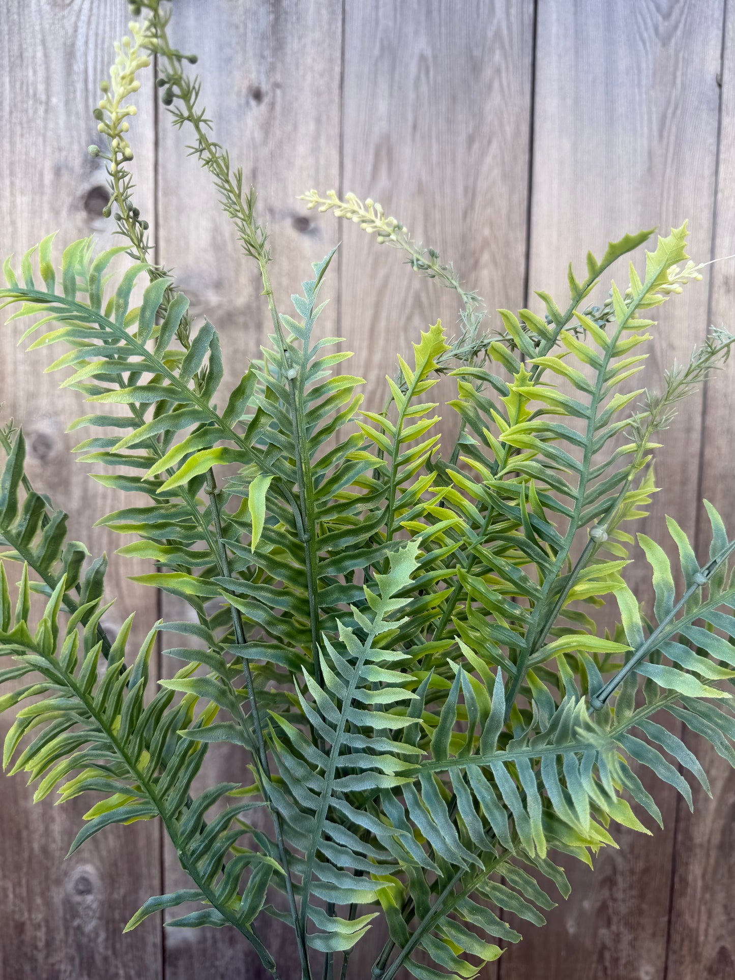 PLS FERN FS.GREEN     57222