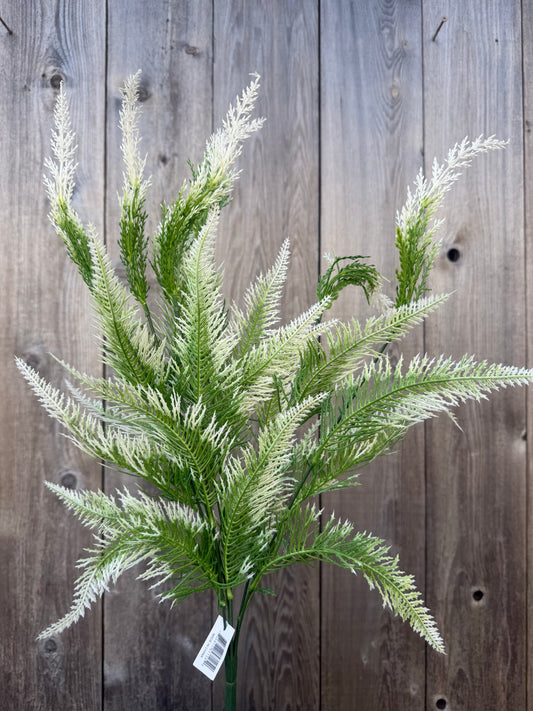 PLS FERN BUSH   57125