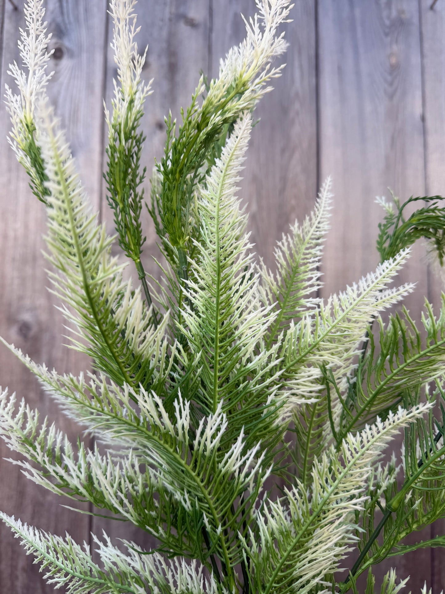 PLS FERN BUSH   57125