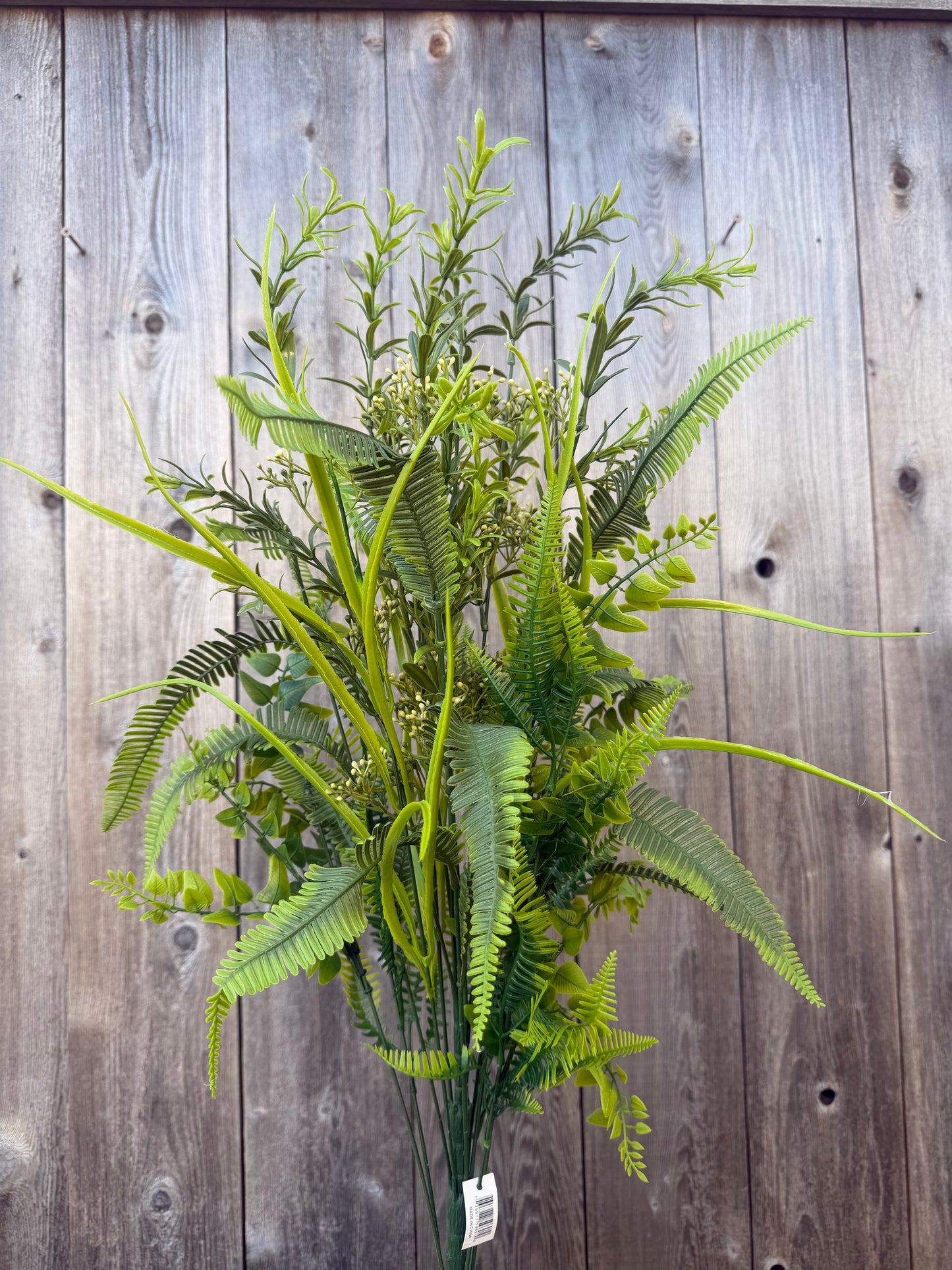 Grass Fern  GRN   59691