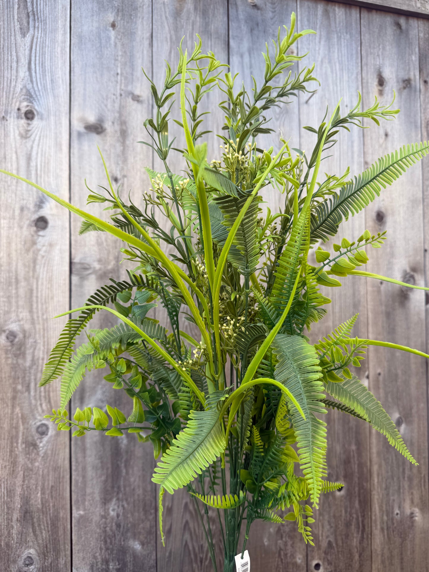 Grass Fern  GRN   59691