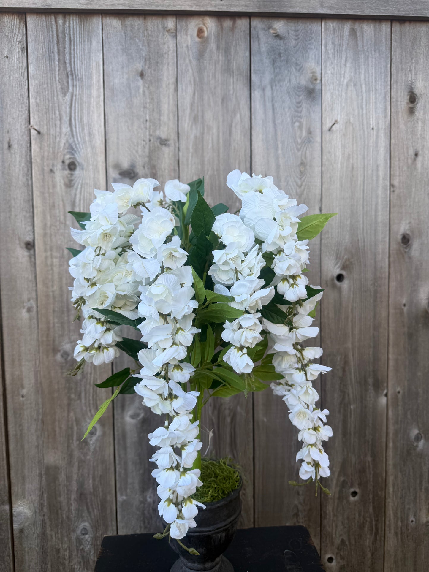 WISTERIA BUSH    19241