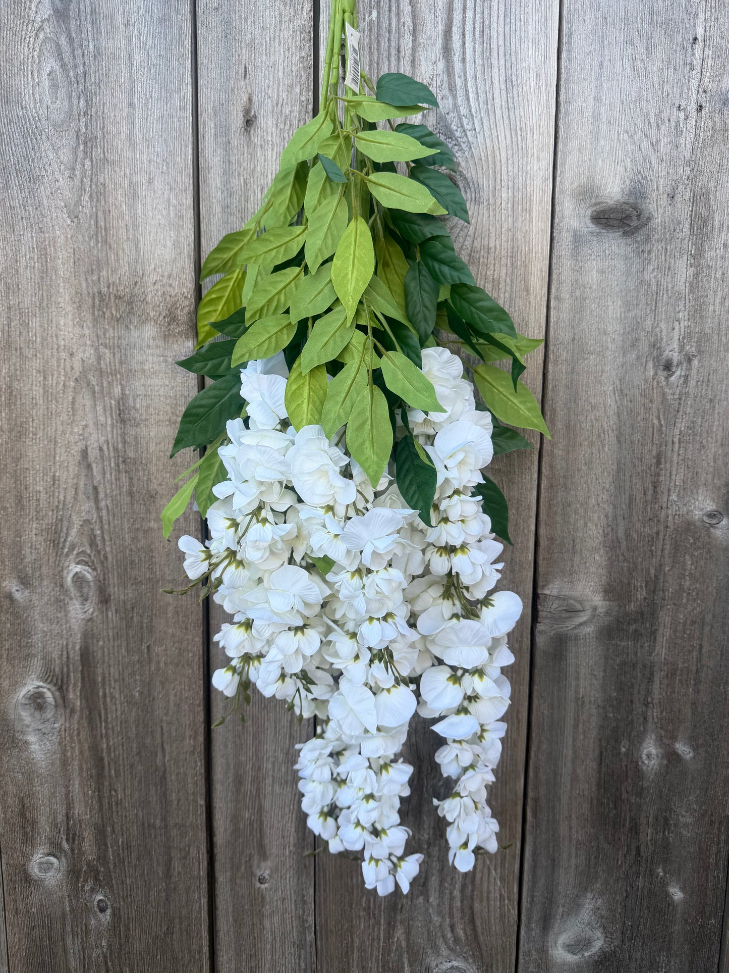 WISTERIA BUSH    19241