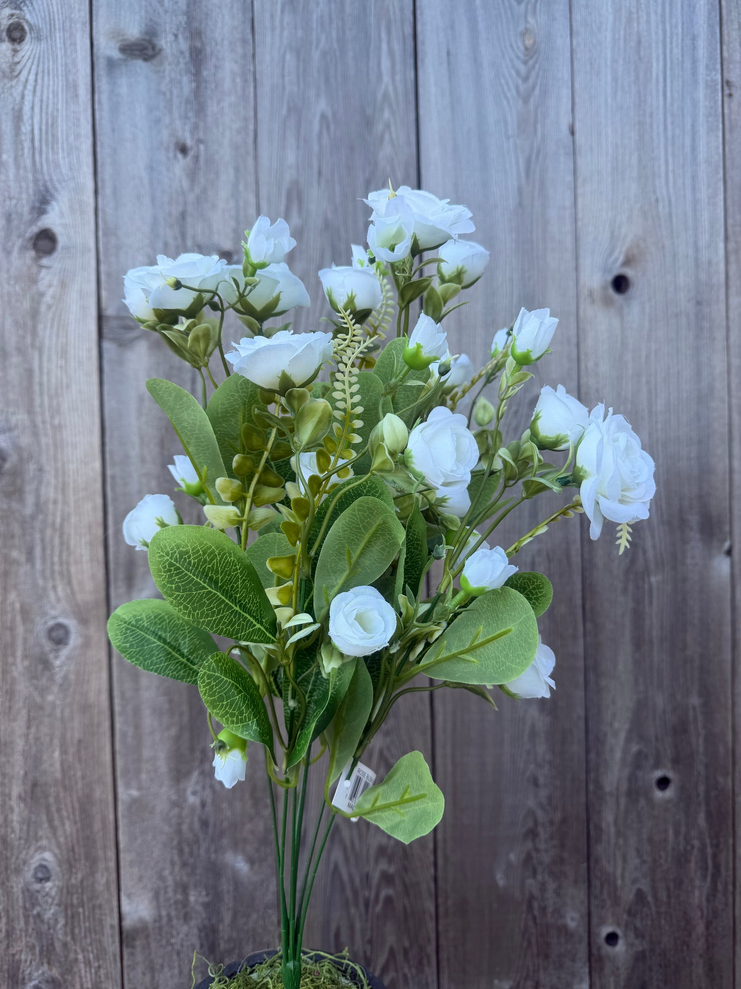 ROSE BUSH   37301