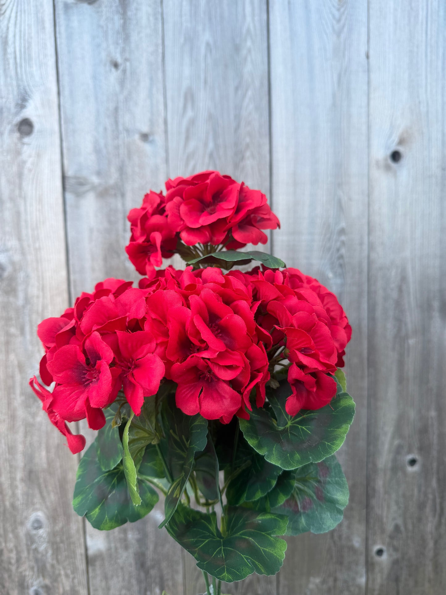 GERANIUM BUSH   19161