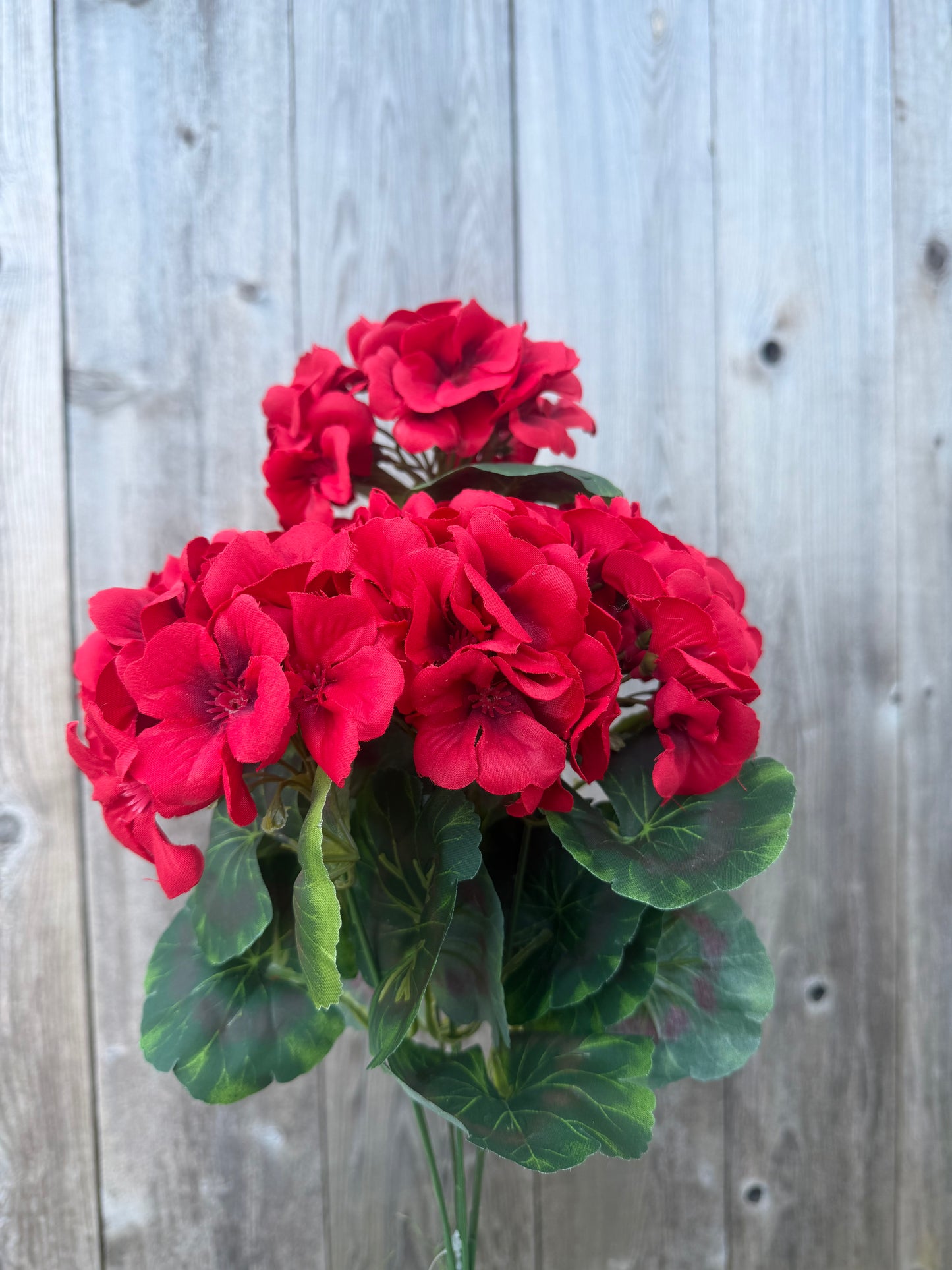 GERANIUM BUSH   19161