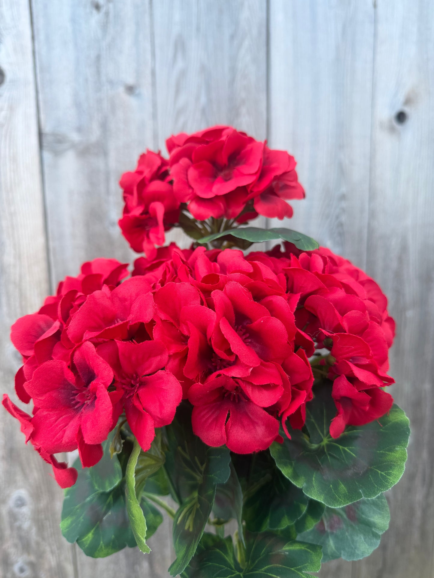 GERANIUM BUSH   19161