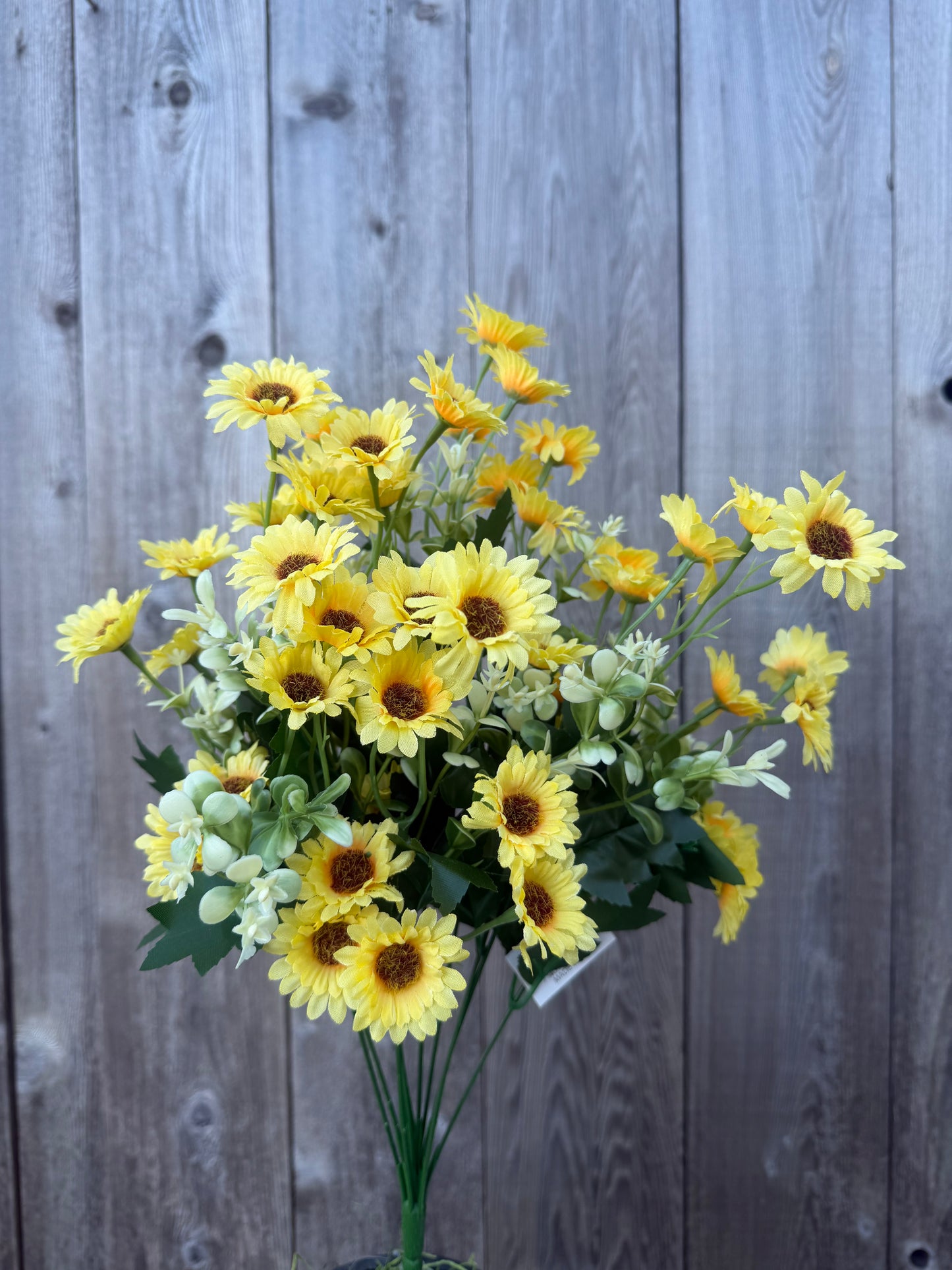 SM DAISY BUSH   36452