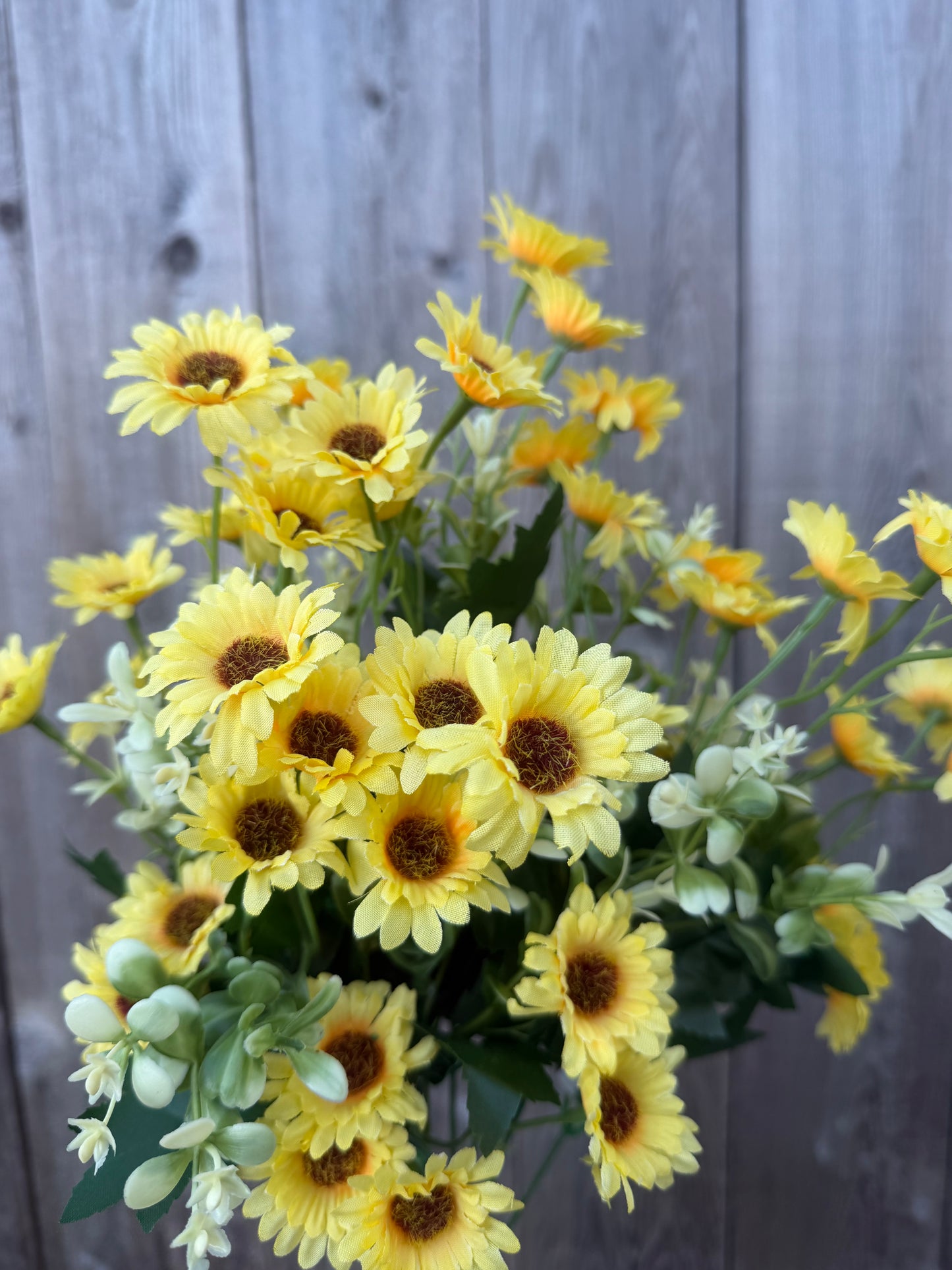 SM DAISY BUSH   36452