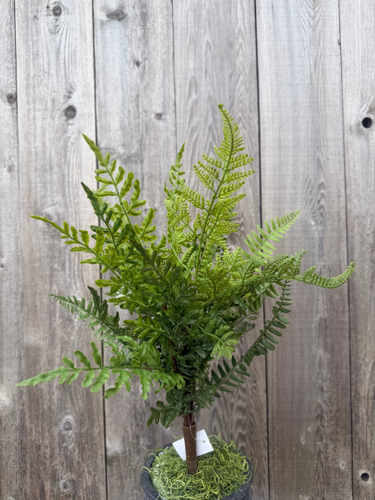 Mixed Real Touch Fern    84248