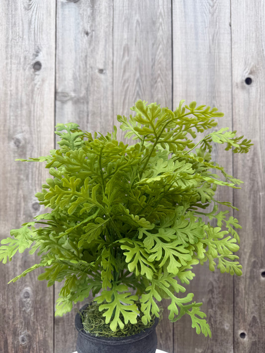 SOFT TOUCH FERN BUSH    85575