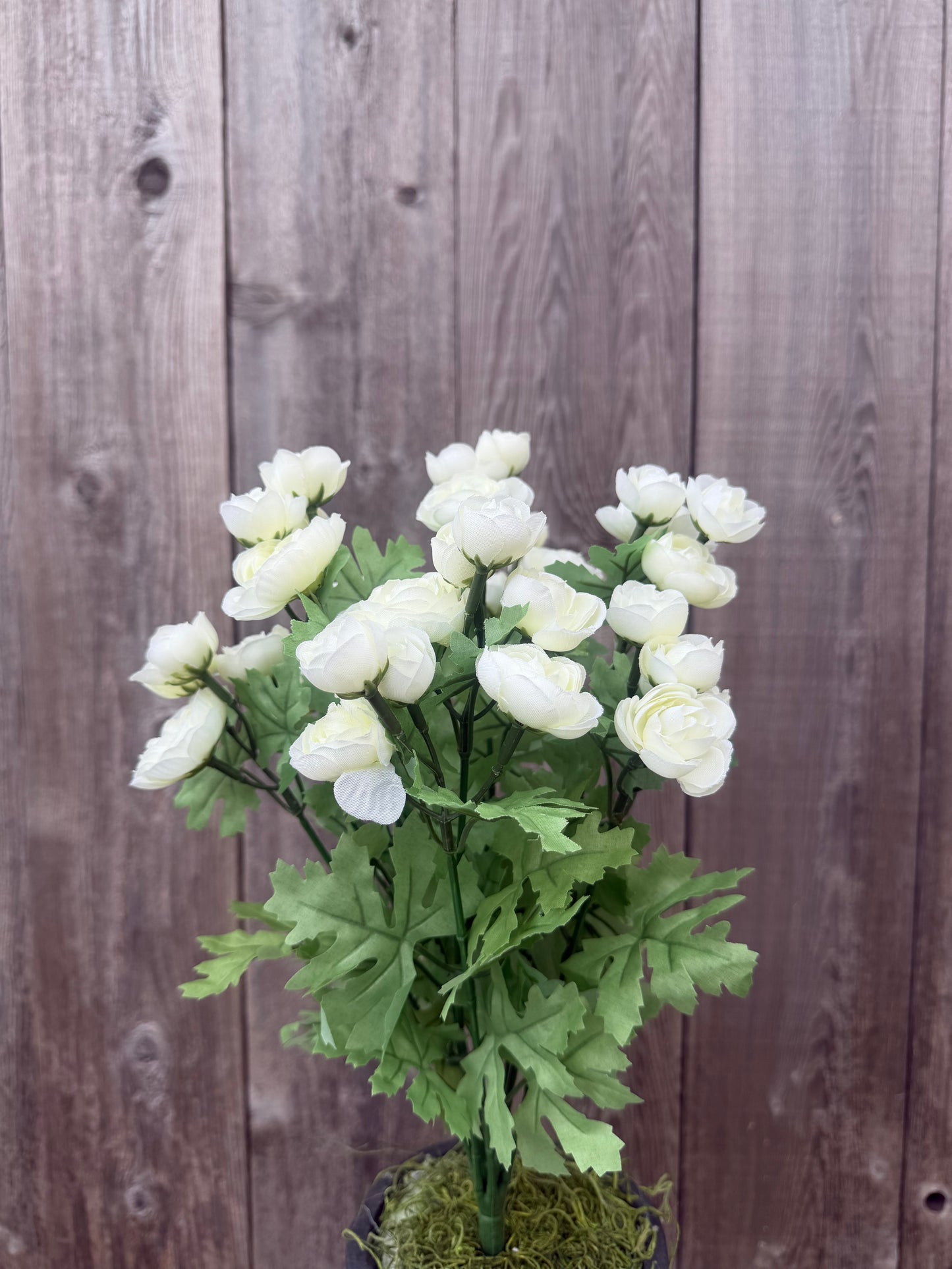 MINI RANUNCULUS BUSH     84055-CR