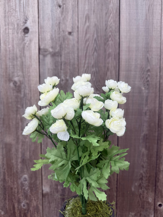 MINI RANUNCULUS BUSH     84055-CR