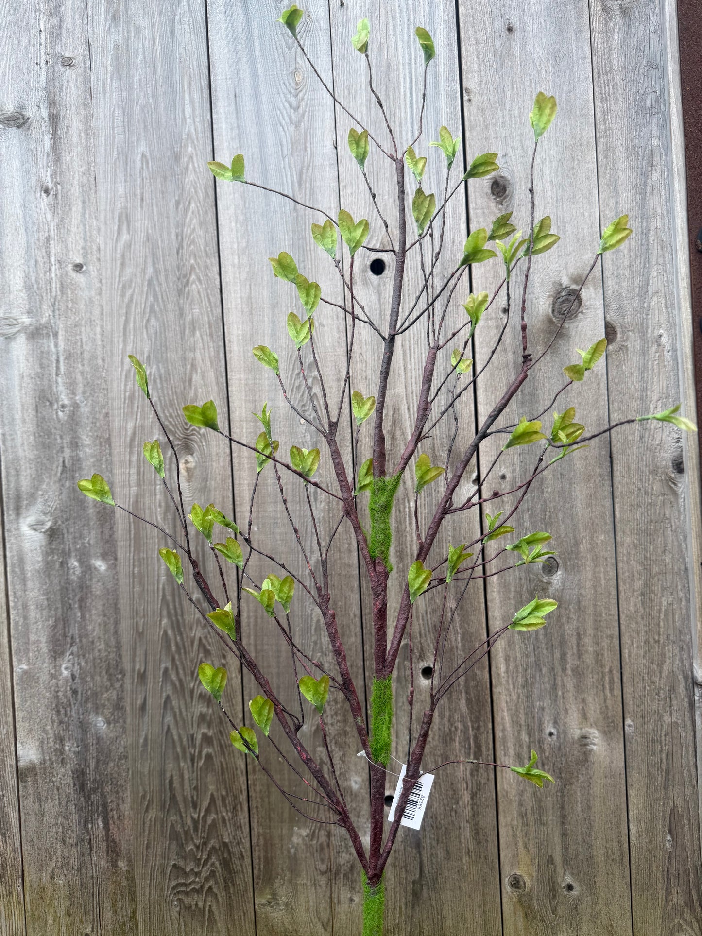 SPRING SPROUT  82368