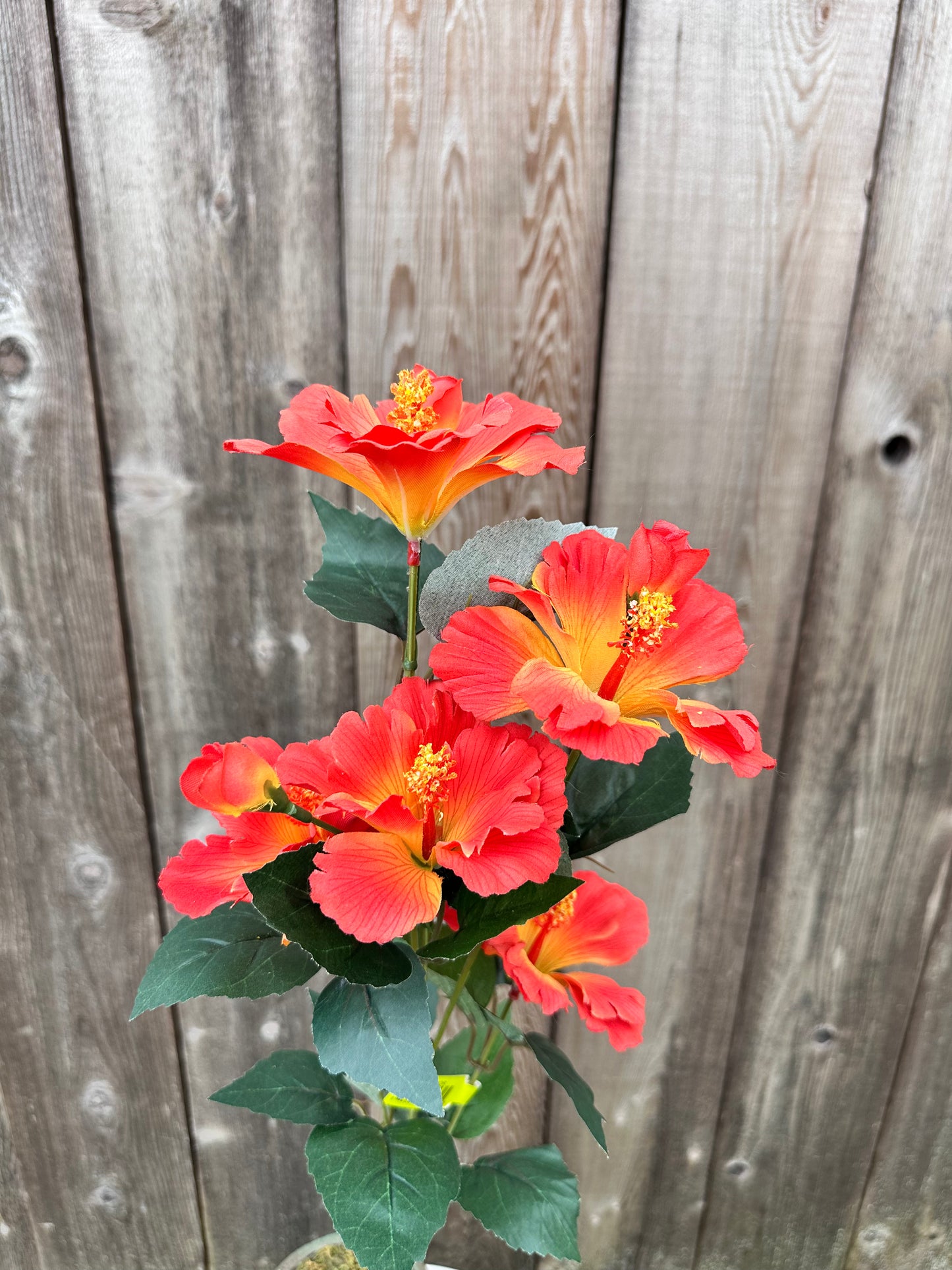 Hibiscus Spray   63339OR