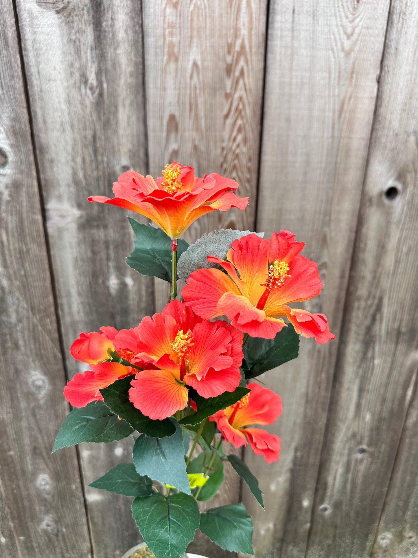 Hibiscus Spray   63339OR