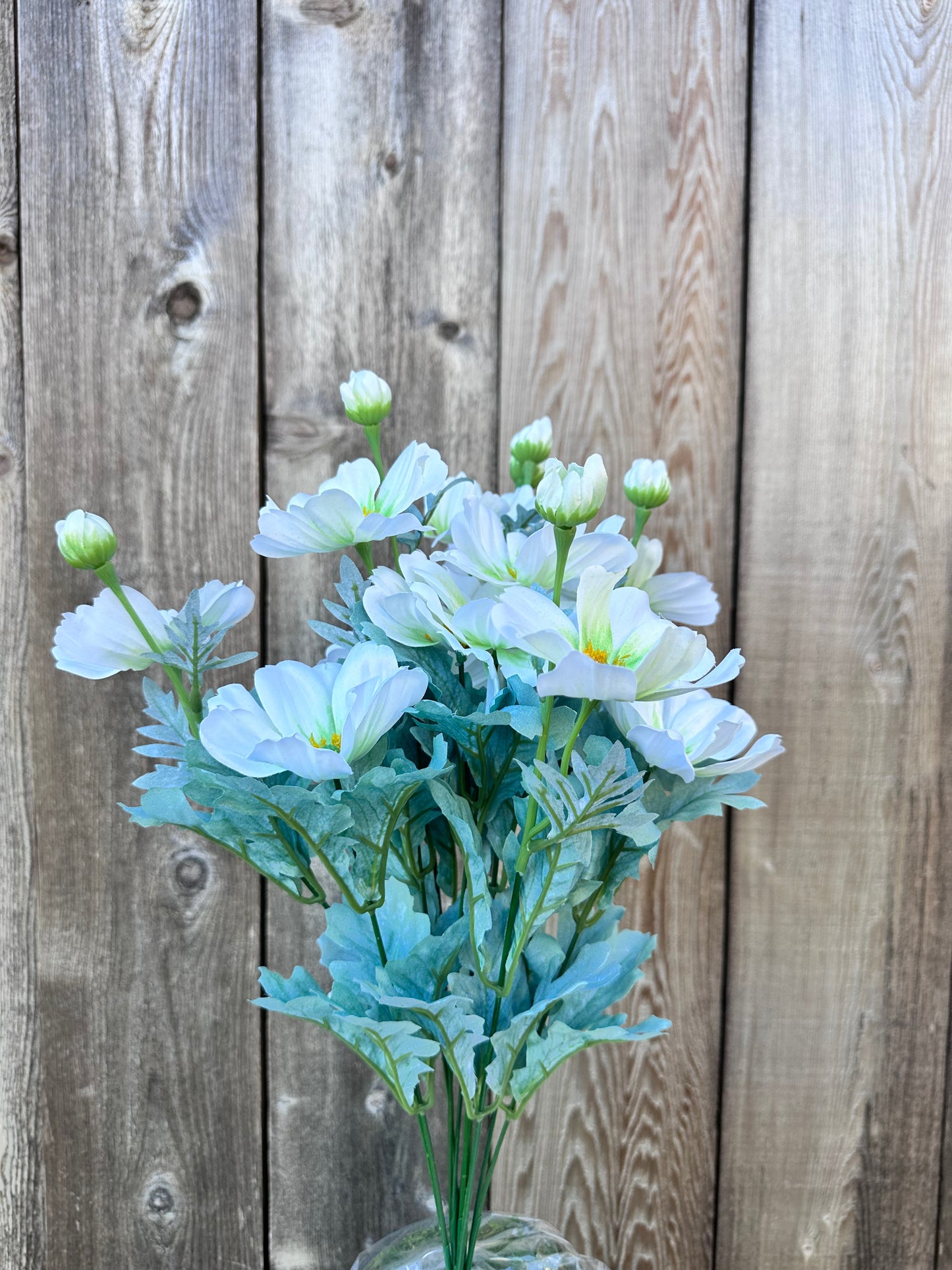 COSMOS BUSH     84299-CR