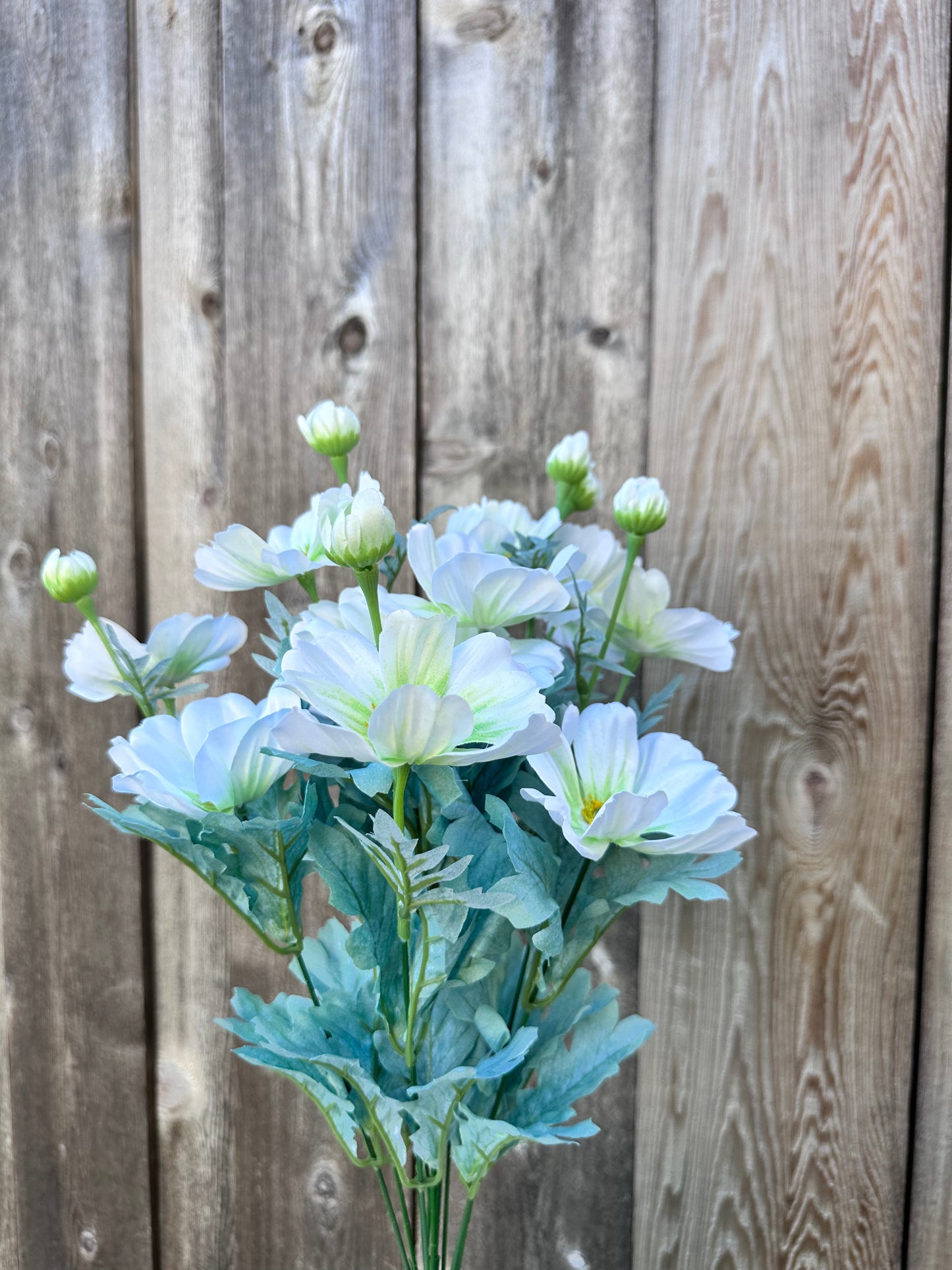 COSMOS BUSH     84299-CR