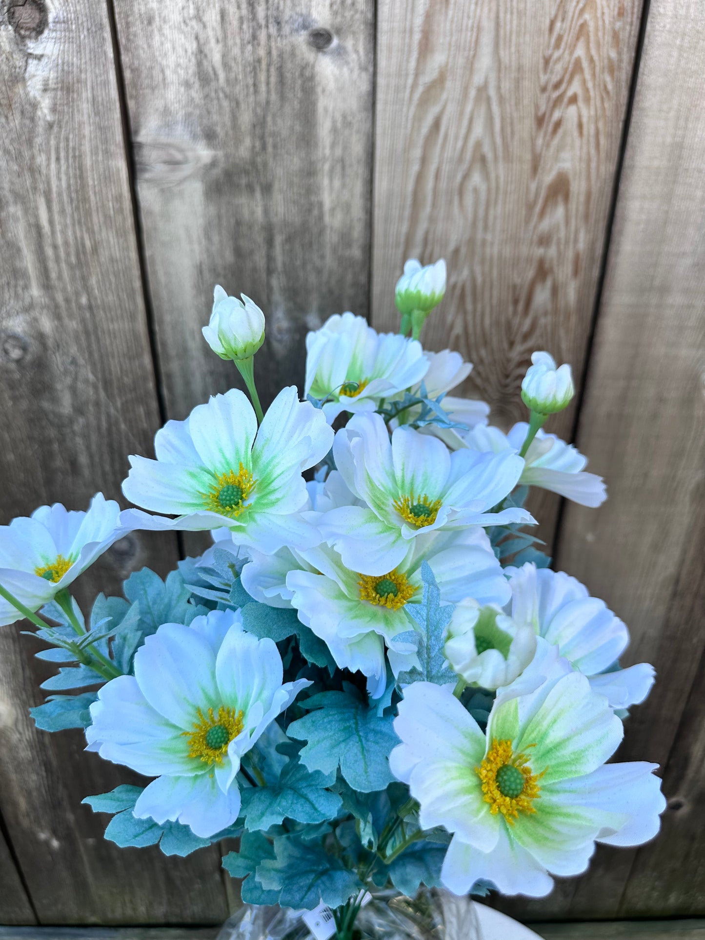 COSMOS BUSH     84299-CR