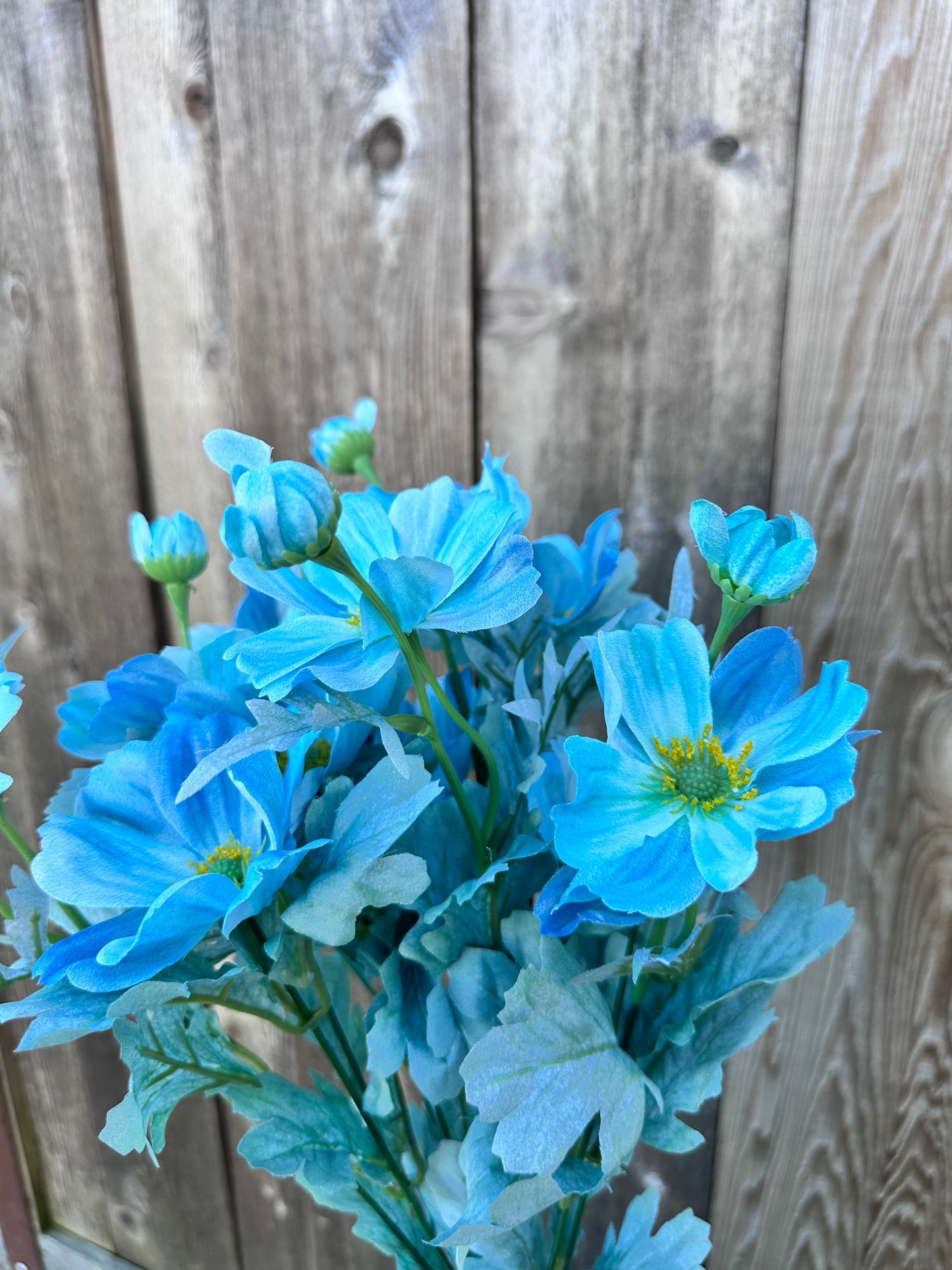 COSMOS BUSH     84299-TEAL