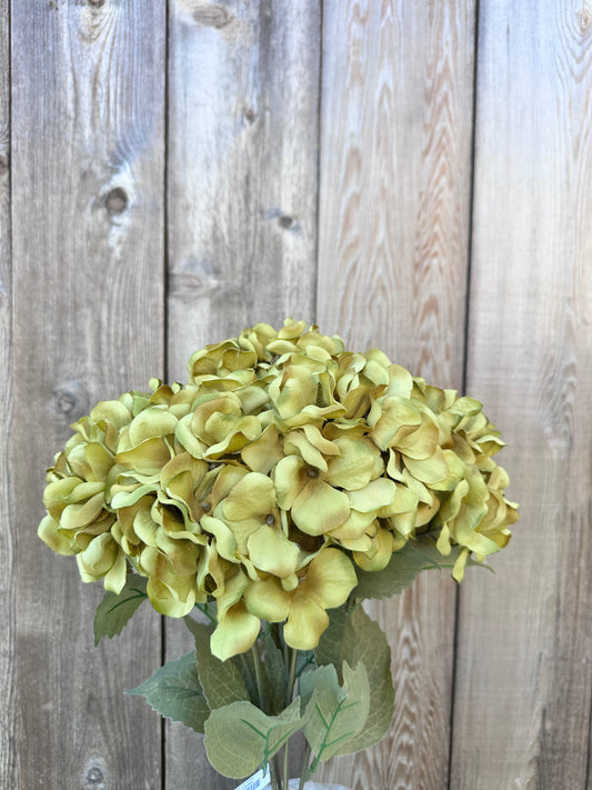 HYDRANGEA BUSH    58081-GN