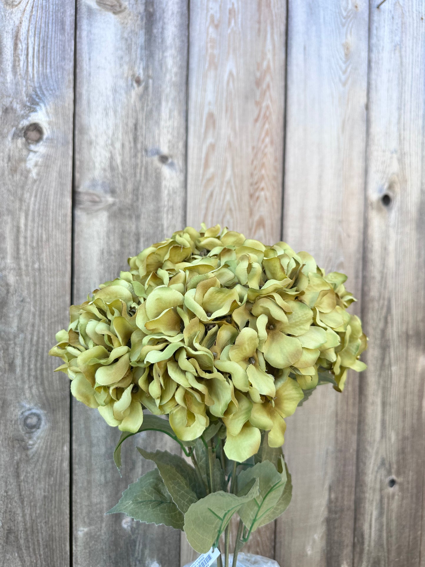 HYDRANGEA BUSH    58081-GN