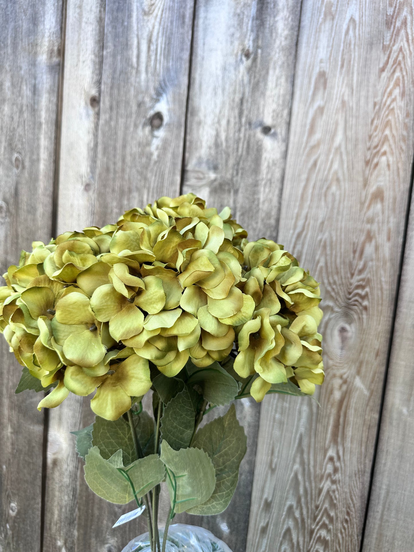 HYDRANGEA BUSH    58081-GN