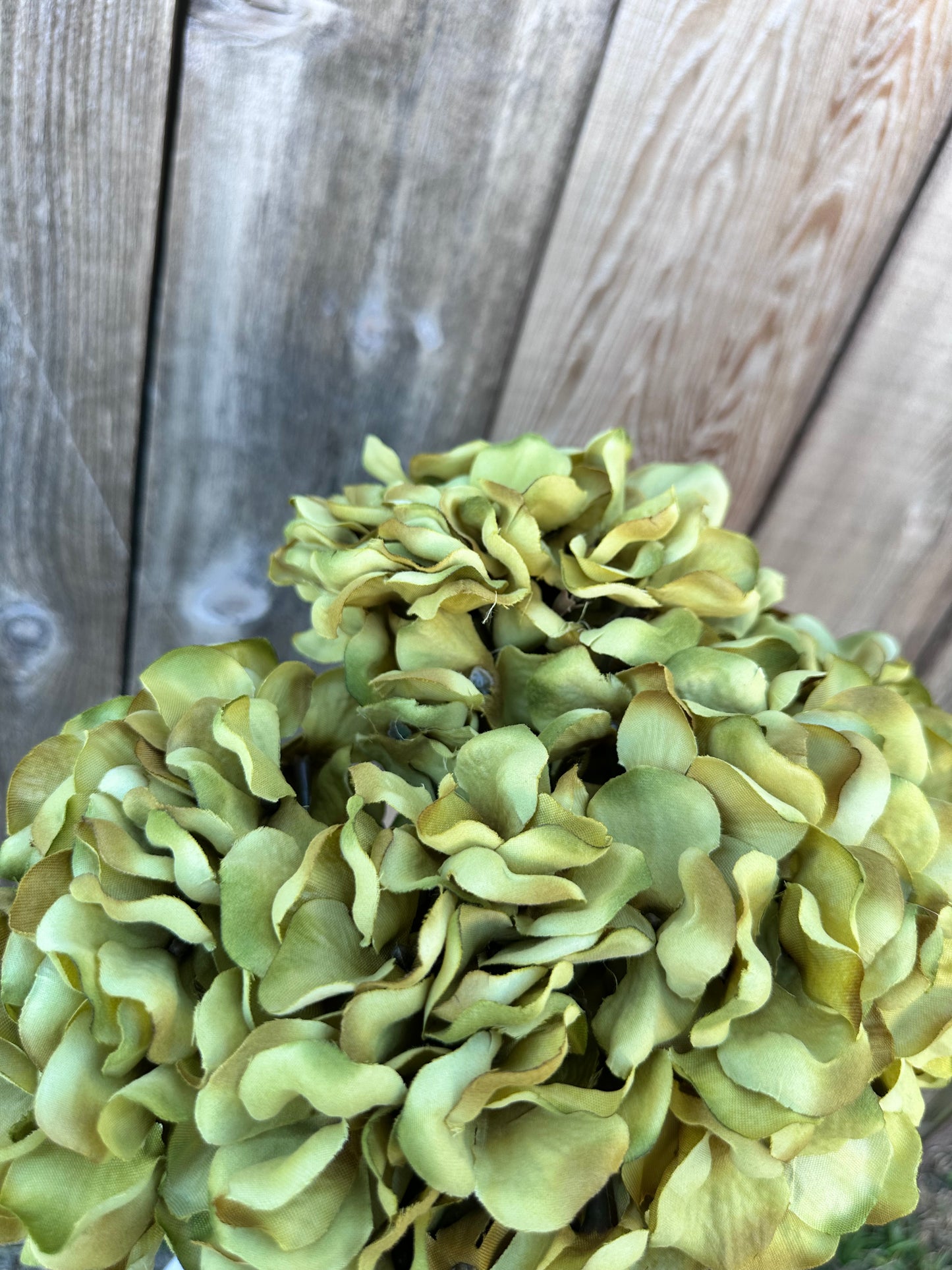 HYDRANGEA BUSH    58081-GN
