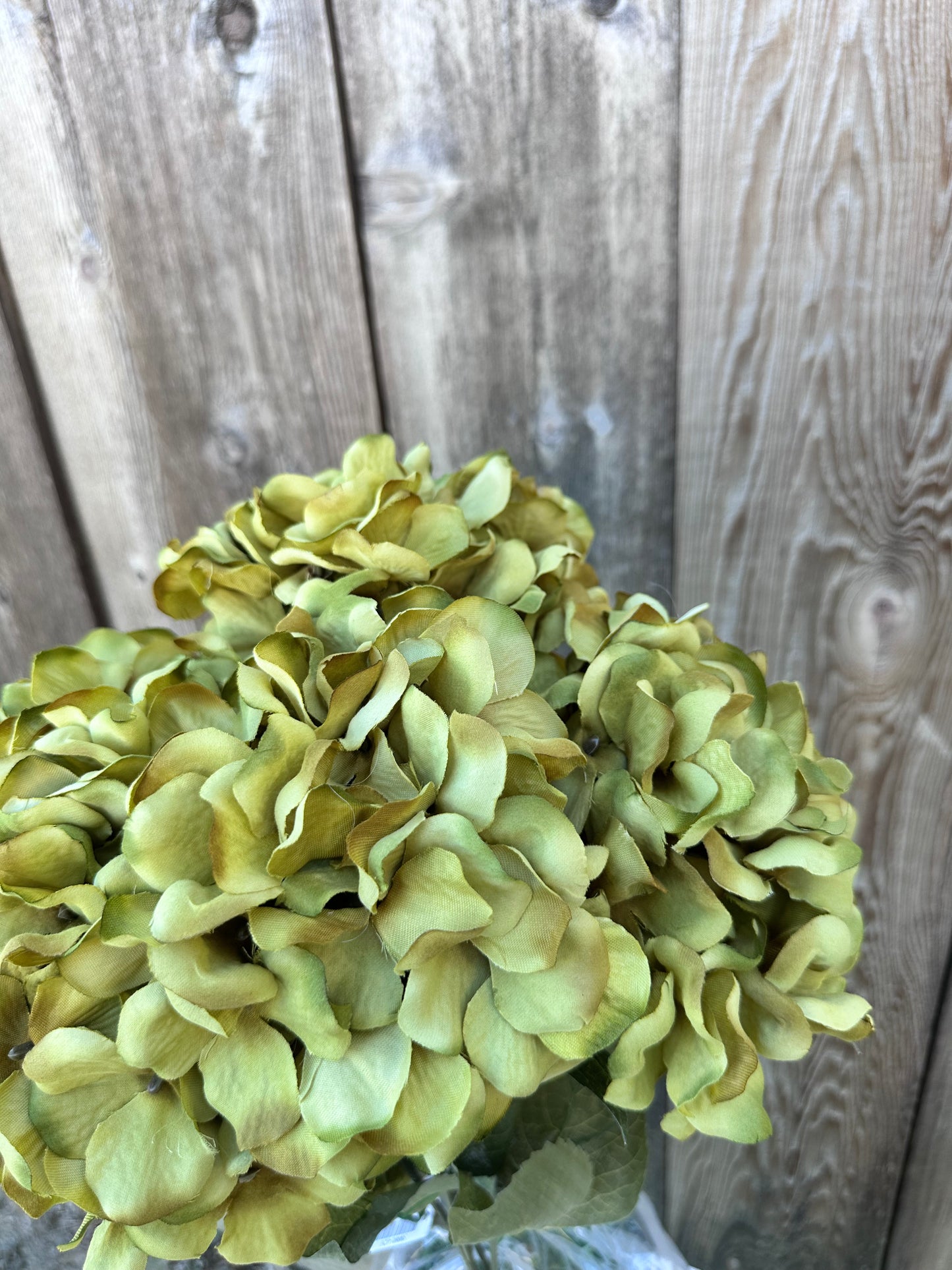 HYDRANGEA BUSH    58081-GN