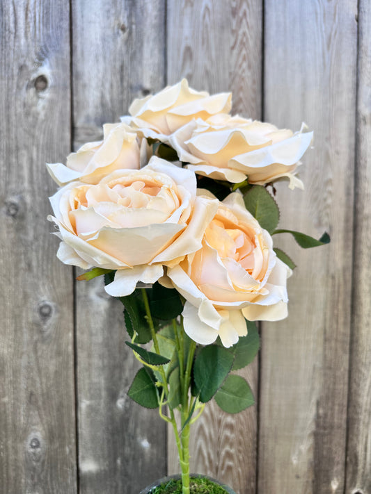 ENGLISH GARDEN ROSE   81105-BE