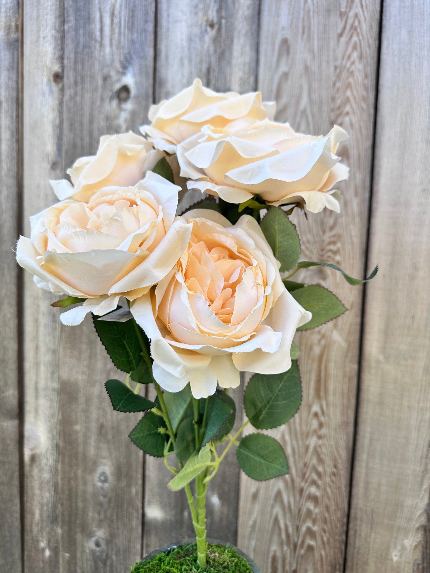 ENGLISH GARDEN ROSE   81105-BE