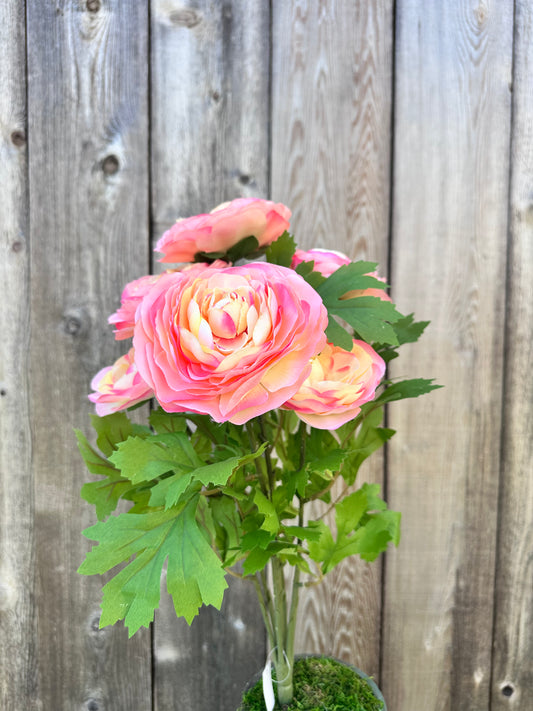 RANUNCULUS BUSH 81069-PH