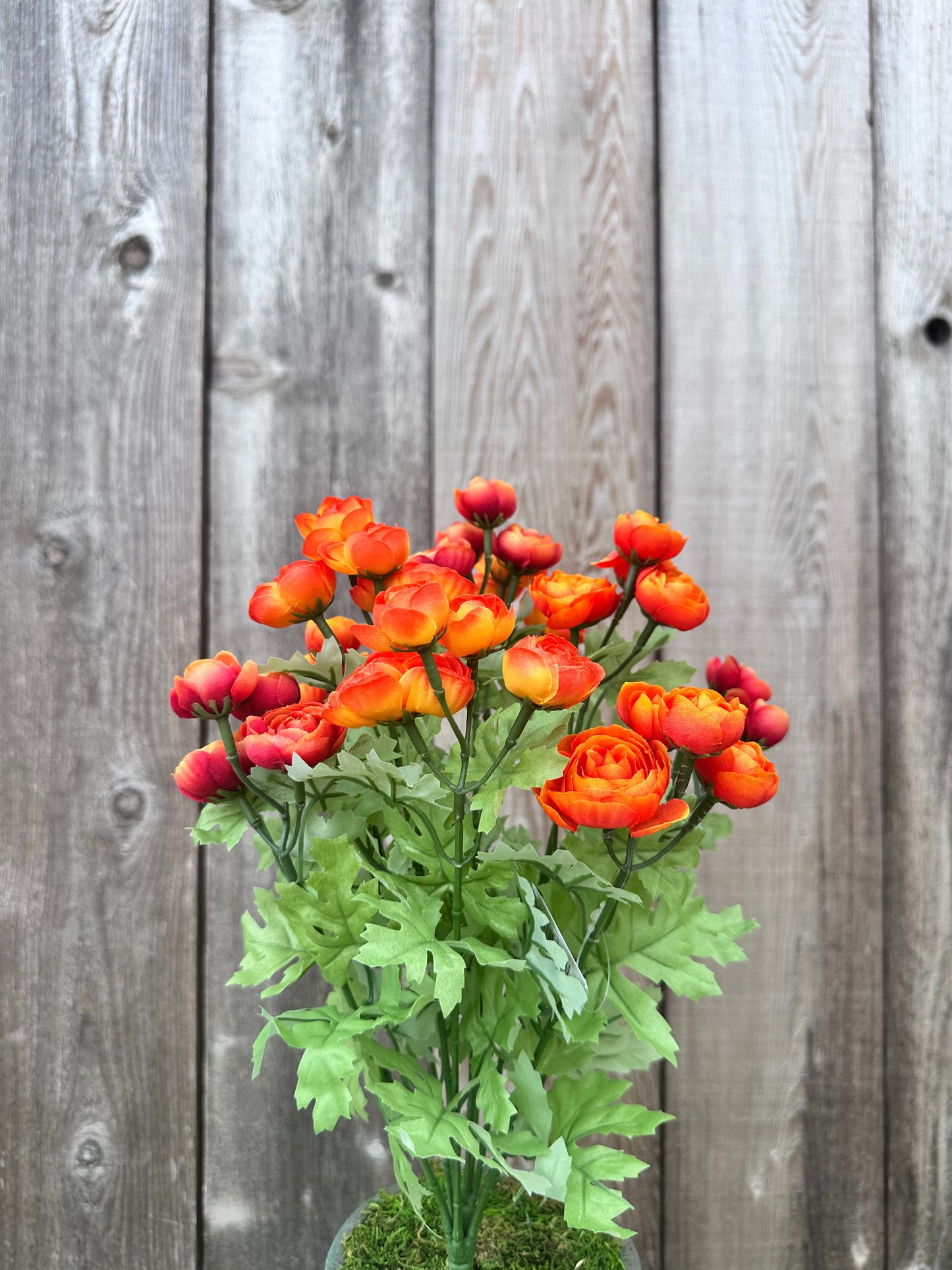 RANUNCULUS BUSH  84399-OR