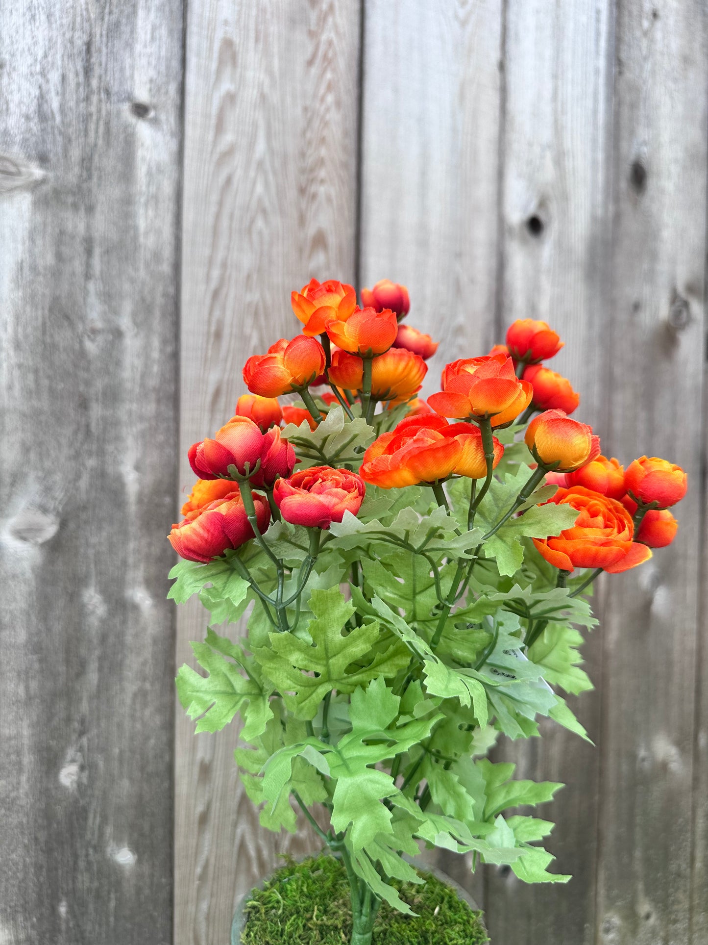 RANUNCULUS BUSH  84399-OR