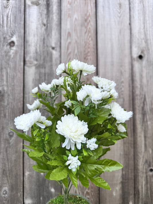MUM BUSH  84554-CR
