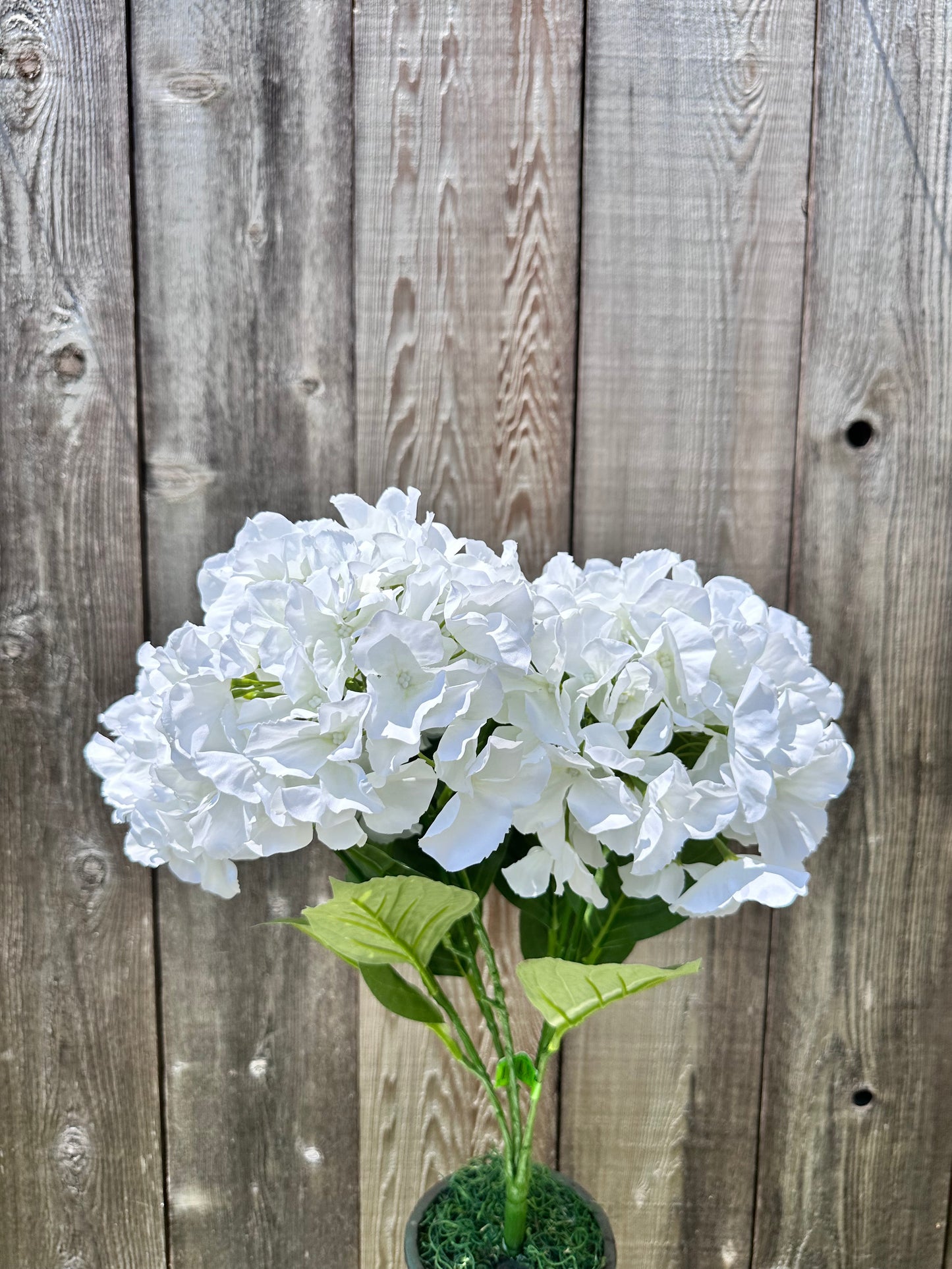 HYDRANGEA BUSH    35147CM