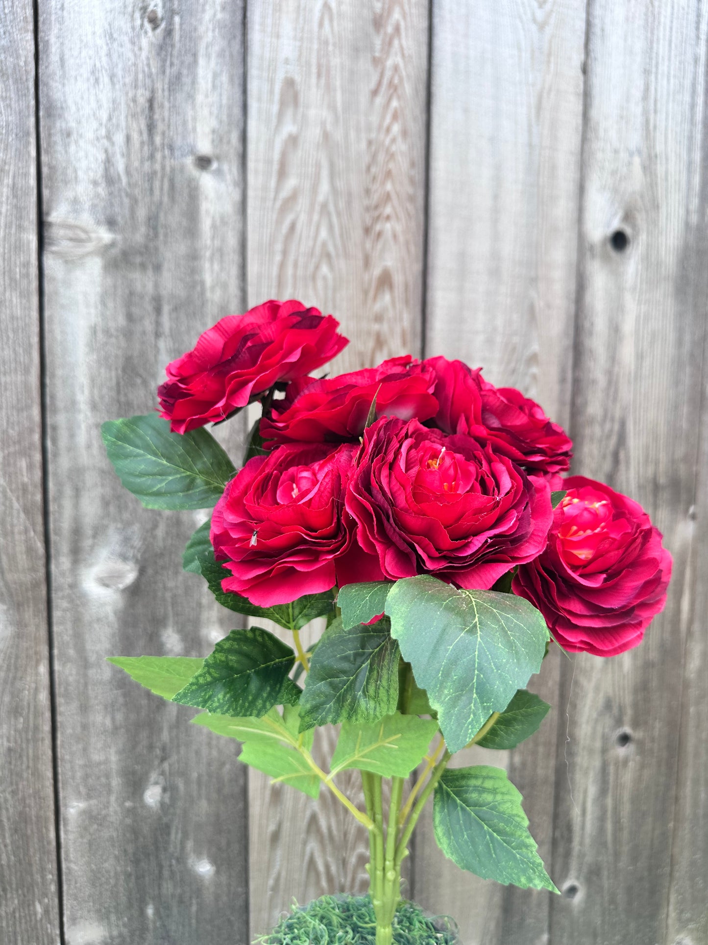 RANUNCULUS BUSH  84894-RD